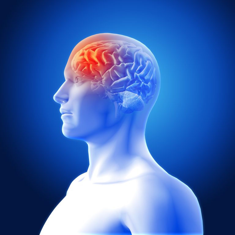Représentation du cerveau en 3D